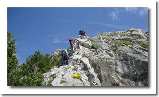 Del ferate Zimska roža