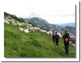 Jezersko-solčavke z gamsi